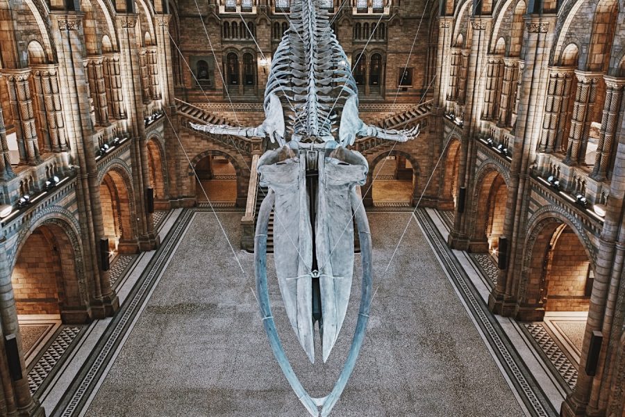 Museo-Tour-Historia-Natural-Londres